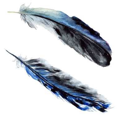 Siyah suluboya çizimi tüy. İzole resimde unsurlar.