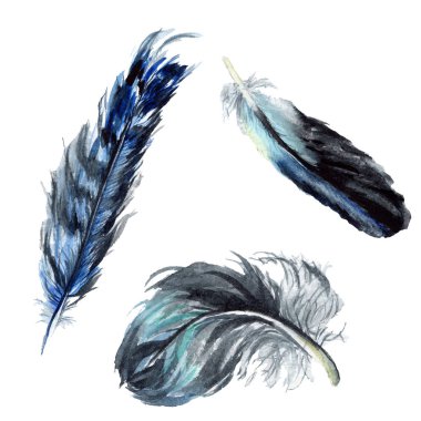 Black feathers watercolor drawing. Isolated illustration elements. clipart