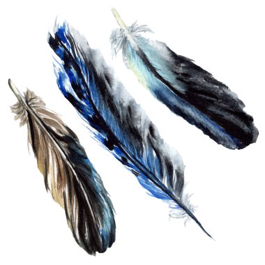 Siyah suluboya çizimi tüy. İzole resimde unsurlar.