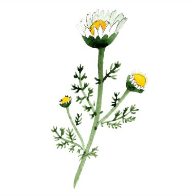 Çiçekli papatya bitkisi. Bahar beyaz kır çiçeği izole. Suluboya arka plan illüstrasyon küme. Suluboya çizim moda aquarelle izole. İzole papatya illüstrasyon öğesi.