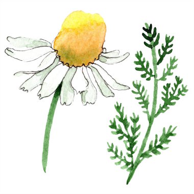 Papatya çiçek ve yaprak. Bahar beyaz kır çiçeği izole. Suluboya arka plan illüstrasyon küme. Suluboya çizim moda aquarelle izole. İzole papatya illüstrasyon öğesi.
