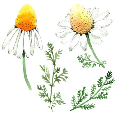 Papatya çiçeği ve yaprağı. Suluboya arka plan illüstrasyon küme. Suluboya çizim moda aquarelle izole. İzole papatya illüstrasyon öğesi.