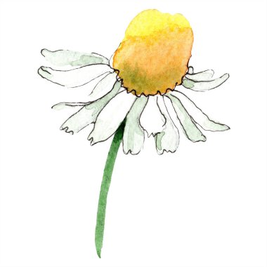 Chamomile flower. Spring white wildflower isolated. Watercolor background illustration set. Watercolour drawing fashion aquarelle isolated. Isolated chamomile illustration element. clipart