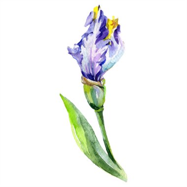 Mor Sarı Iris. Bahar çiçek üzerinde beyaz izole. Suluboya arka plan illüstrasyon küme. Suluboya çizim moda aquarelle izole.