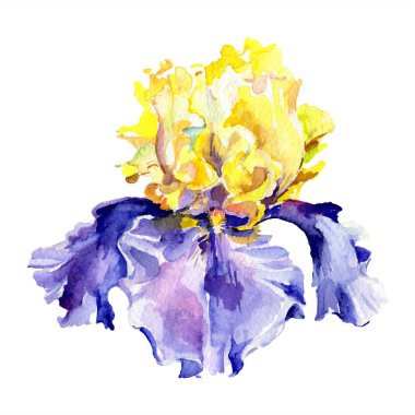 Mor Sarı Iris. Bahar çiçek üzerinde beyaz izole. Suluboya arka plan illüstrasyon küme. Suluboya çizim moda aquarelle izole.