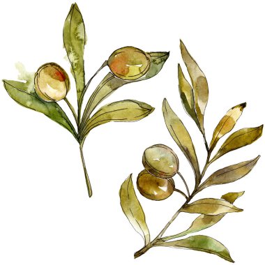 Yeşil zeytin suluboya arka plan. Suluboya çizim moda aquarelle izole. İzole zeytin illüstrasyon öğesi.