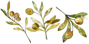Yeşil zeytin suluboya arka plan. Suluboya çizim moda aquarelle izole. İzole zeytin illüstrasyon öğesi.