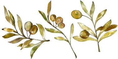 Yeşil zeytin suluboya arka plan. Suluboya çizim moda aquarelle izole. İzole zeytin illüstrasyon öğesi.