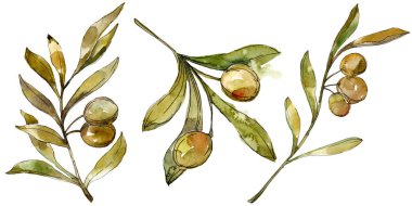 Yeşil zeytin suluboya arka plan. Suluboya çizim moda aquarelle izole. İzole zeytin illüstrasyon öğesi.