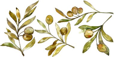 Yeşil zeytin suluboya arka plan. Suluboya çizim moda aquarelle izole. İzole zeytin illüstrasyon öğesi.