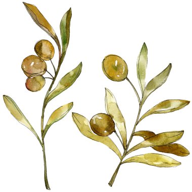 Yeşil zeytin suluboya arka plan illüstrasyon ayarlayın. Suluboya çizim moda aquarelle izole. İzole zeytin illüstrasyon öğesi.