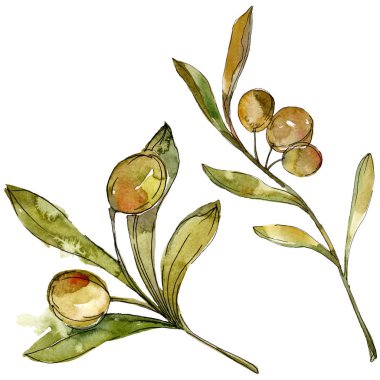 Yeşil zeytin suluboya arka plan illüstrasyon ayarlayın. Suluboya çizim moda aquarelle izole. İzole zeytin illüstrasyon öğesi.