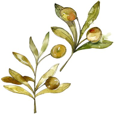 Yeşil zeytin suluboya arka plan illüstrasyon ayarlayın. Suluboya çizim moda aquarelle izole. İzole zeytin illüstrasyon öğesi.