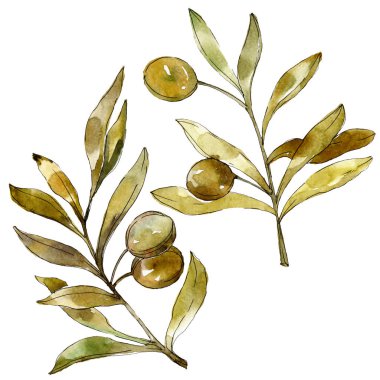 Yeşil zeytin suluboya arka plan illüstrasyon ayarlayın. Suluboya çizim moda aquarelle izole. İzole zeytin illüstrasyon öğesi.