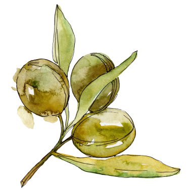 Yeşil zeytin suluboya arka plan illüstrasyon ayarlayın. Suluboya çizim moda aquarelle izole. İzole zeytin illüstrasyon öğesi.