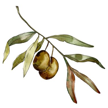 Yeşil zeytin suluboya arka plan illüstrasyon ayarlayın. Suluboya çizim moda aquarelle izole. İzole zeytin illüstrasyon öğesi.