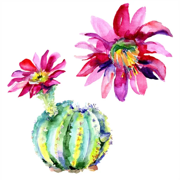 Green Cactus Flowers Watercolour Drawing Fashion Aquarelle Isolated Isolated Cacti — Stock Photo, Image