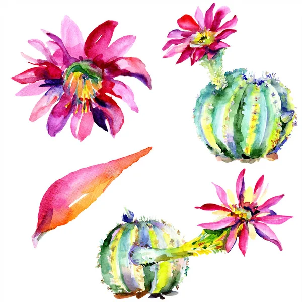 Green Cactuses Pink Flowers Watercolour Drawing Fashion Aquarelle Isolated Isolated — Stock Photo, Image