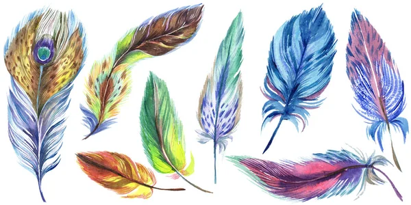 Colorful Watercolor Feathers Isolated White Illustration Set — Stock Photo, Image