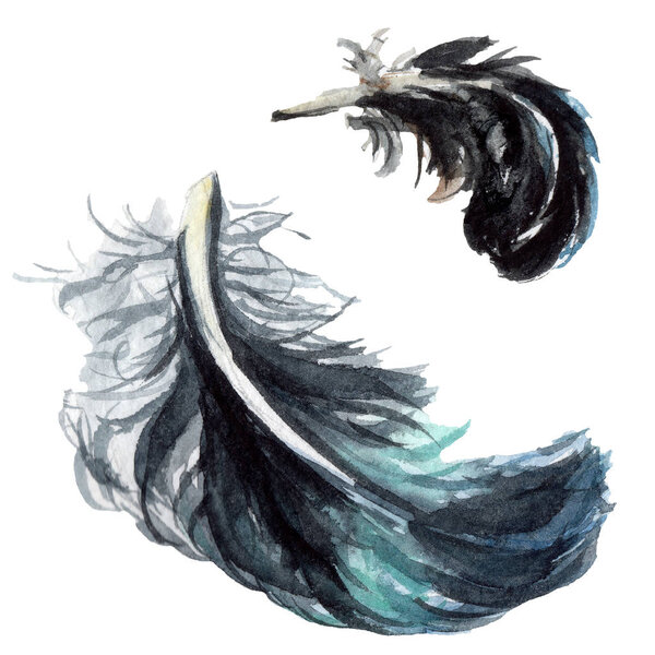 Black feathers watercolor drawing. Isolated illustration elements.