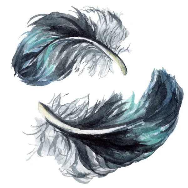 Black Feathers Watercolor Drawing Isolated Illustration Elements — Stock Photo, Image