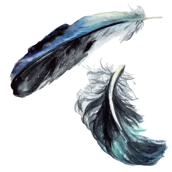 Black Feathers Watercolor Drawing Isolated Illustration Elements — Stock Photo, Image