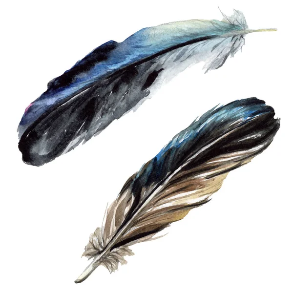 Black Feathers Watercolor Drawing Isolated Illustration Elements — Stock Photo, Image