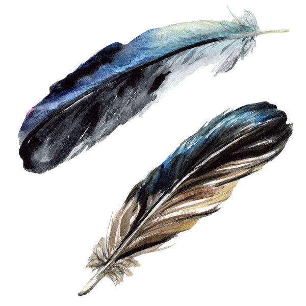 Black feathers watercolor drawing. Isolated illustration elements.