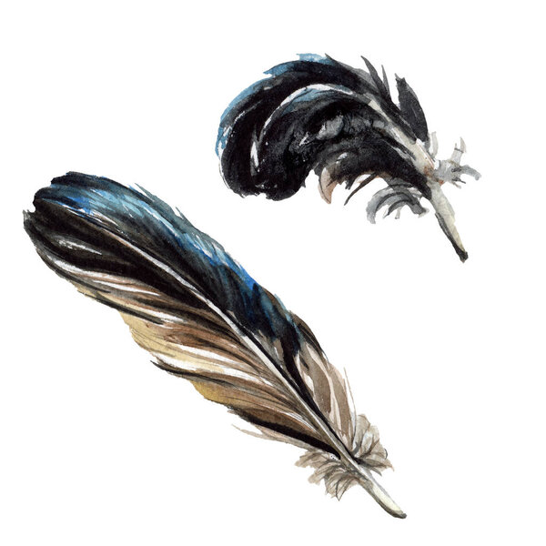 Black feathers watercolor drawing. Isolated illustration elements.