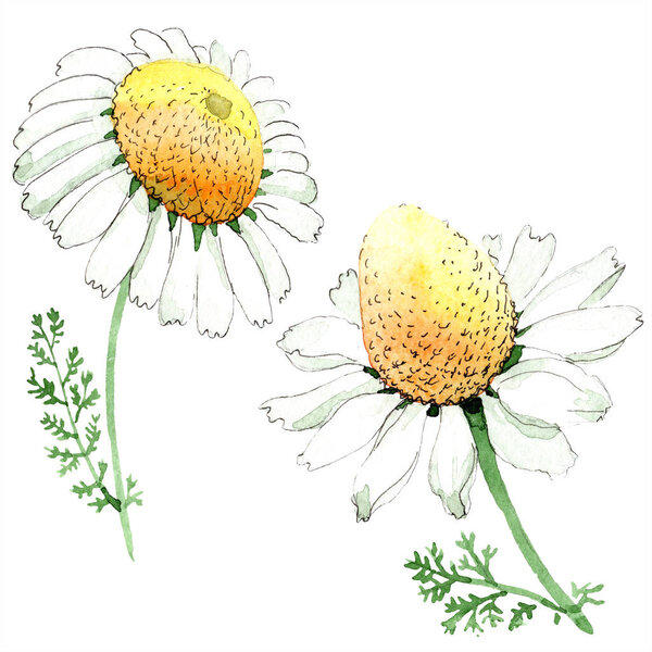 Chamomile flowers. Watercolor background illustration set. Watercolour drawing fashion aquarelle isolated. Isolated chamomile illustration element.