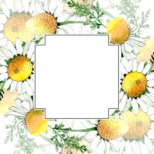 Wild Spring Chamomile Flowers Watercolor Background Illustration Set Watercolour Drawing — Stock Photo, Image