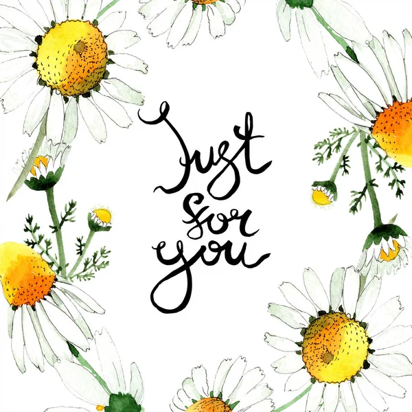 Divoký Jarní Květy Heřmánku Sada Akvarel Pozadí Obrázku Akvarel Samostatný — Stock fotografie