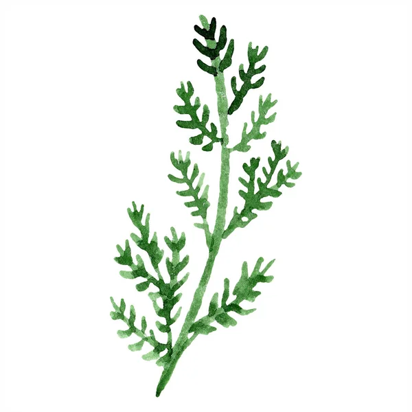 Grünes Kamillenblatt Wildes Frühlingsblatt Wildblume Isoliert Aquarell Hintergrundillustration Set Aquarellzeichnung — Stockfoto