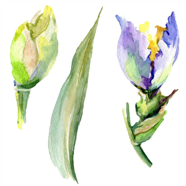 Purple yellow irises. Spring flowers isolated on white. Watercolor background illustration set. Watercolour drawing fashion aquarelle isolated.