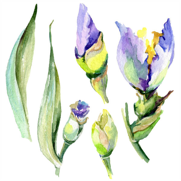Purple yellow irises. Spring flowers isolated on white. Watercolor background illustration set. Watercolour drawing fashion aquarelle isolated.