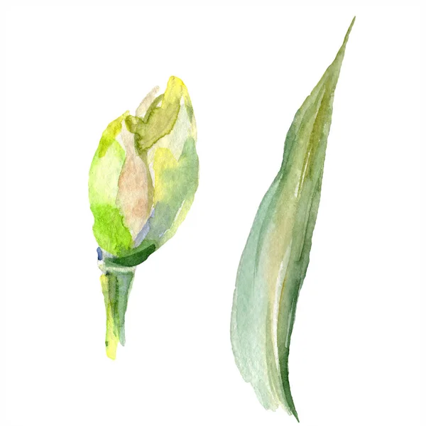 Spring Iris Bud Isolated White Watercolor Background Illustration Set Watercolour — Stock Photo, Image