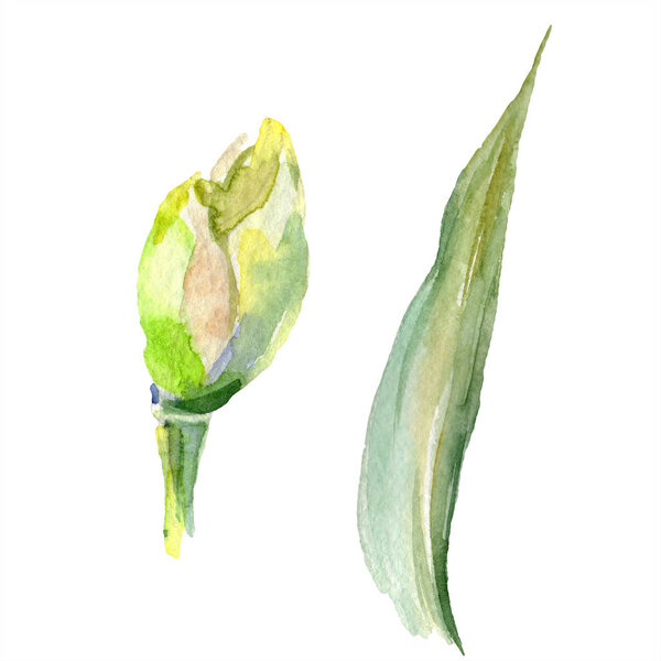 Spring iris bud isolated on white. Watercolor background illustration set. Watercolour drawing fashion aquarelle isolated.