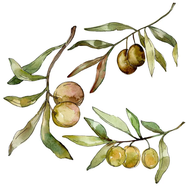 Green olives watercolor background illustration set. Watercolour drawing fashion aquarelle isolated. Isolated olives illustration element.