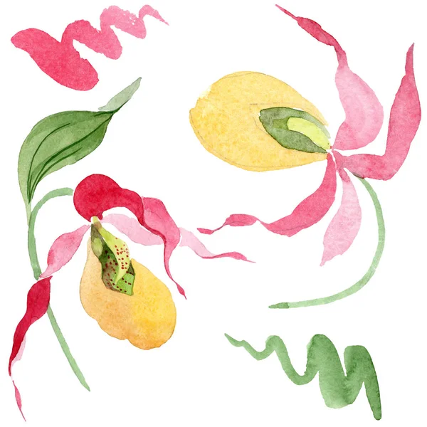 Lady slipper orchids watercolor illustration set isolated on white — Stock Image Lady Slipper Orchids Watercolor Illustration Set Isolated White Stock Image