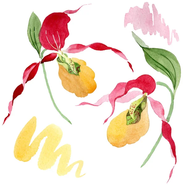 Lady slipper orchids watercolor illustration set isolated on white — Stock Image Lady Slipper Orchids Watercolor Illustration Set Isolated White Stock Picture