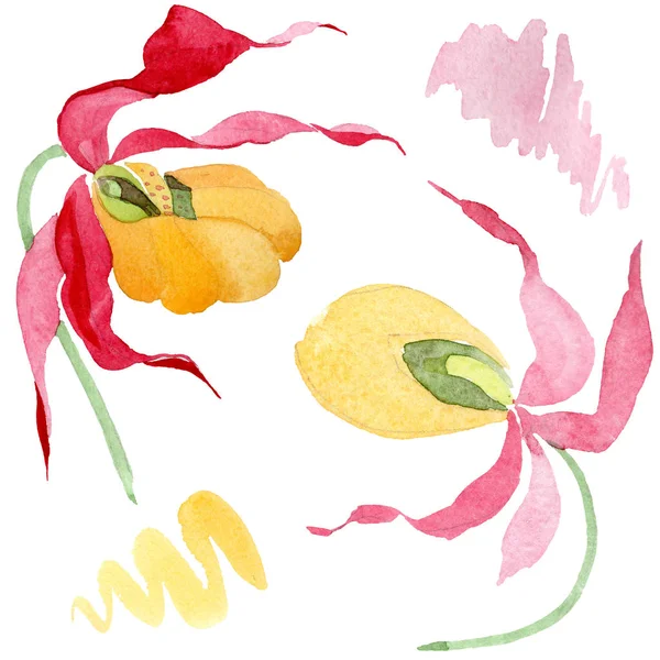 Lady slipper orchids watercolor illustration set isolated on white — Stock Image Lady Slipper Orchids Watercolor Illustration Set Isolated White Stock Image