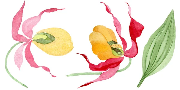 Lady slipper orchids watercolor illustration set isolated on white — Stock Image Lady Slipper Orchids Watercolor Illustration Set Isolated White Stock Image