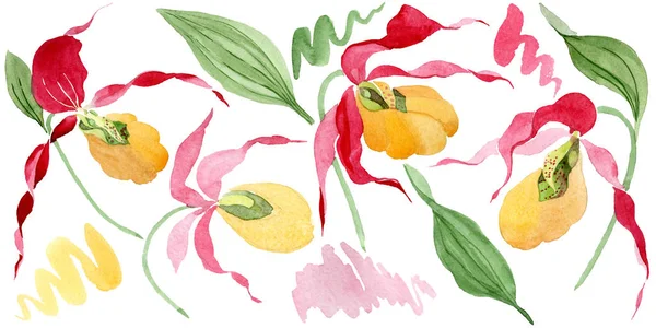 Lady slipper orchids watercolor illustration set isolated on white — Stock Image Lady Slipper Orchids Watercolor Illustration Set Isolated White Stock Picture