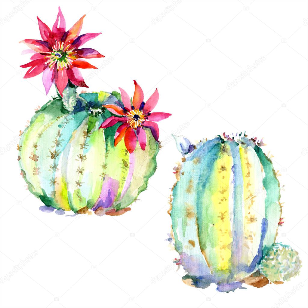 Green cactuses with flowers. Watercolour drawing fashion aquarelle isolated. Isolated cacti illustration element.