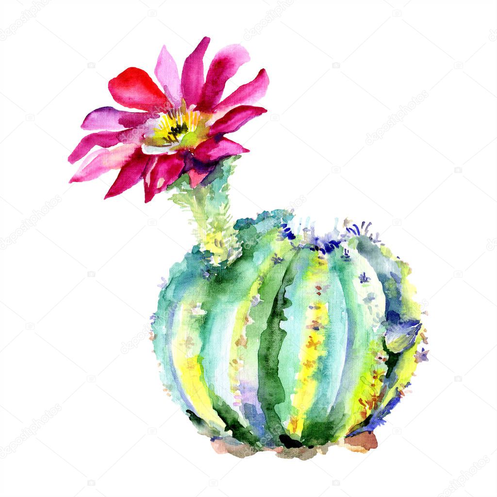 Green cactus with pink flower. Watercolour drawing fashion aquarelle isolated. Isolated cacti illustration element.