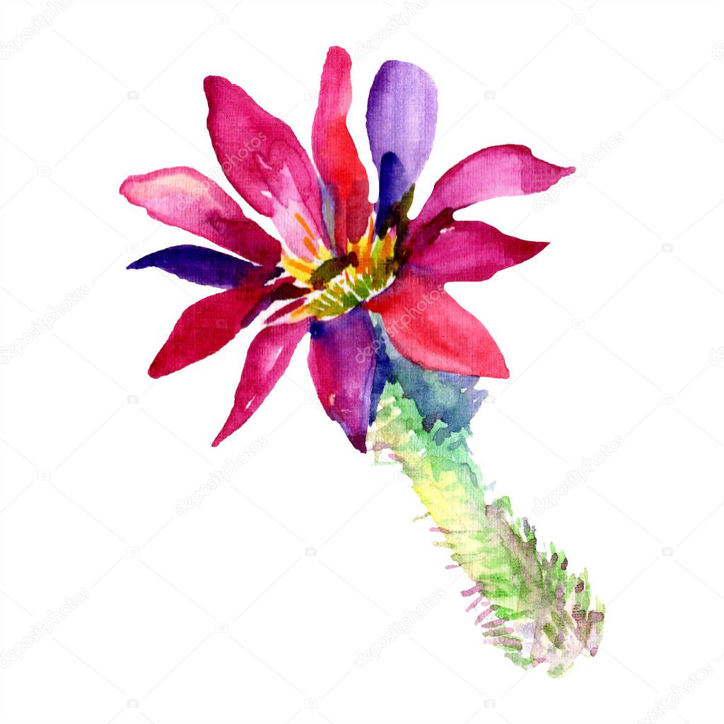 Green cactus with pink flower. Isolated watercolor illustration element.