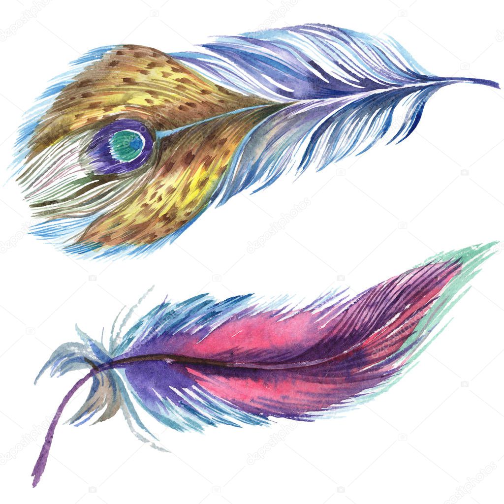 Colorful watercolor feathers isolated on white illustration elements.