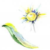 Daisy flower. Watercolor background illustration set. Watercolour drawing fashion aquarelle isolated. Isolated daisy illustration element.