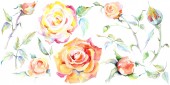 Narancs rózsaszín virágok. Akvarell háttér illusztráció készlet. Akvarell rajz divat aquarelle elszigetelt. Elszigetelt Rózsa ábra elem.
