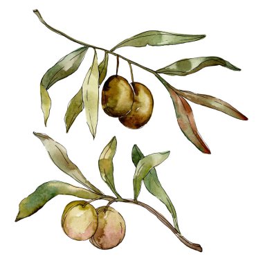 Yeşil zeytin suluboya arka plan illüstrasyon ayarlayın. Suluboya çizim moda aquarelle izole. İzole zeytin illüstrasyon öğesi.